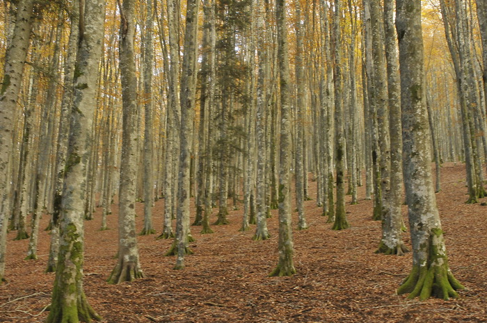 Curiosit� micologica...